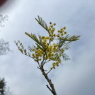 Branch with green leaves and yellow flowers against cloudy sky.