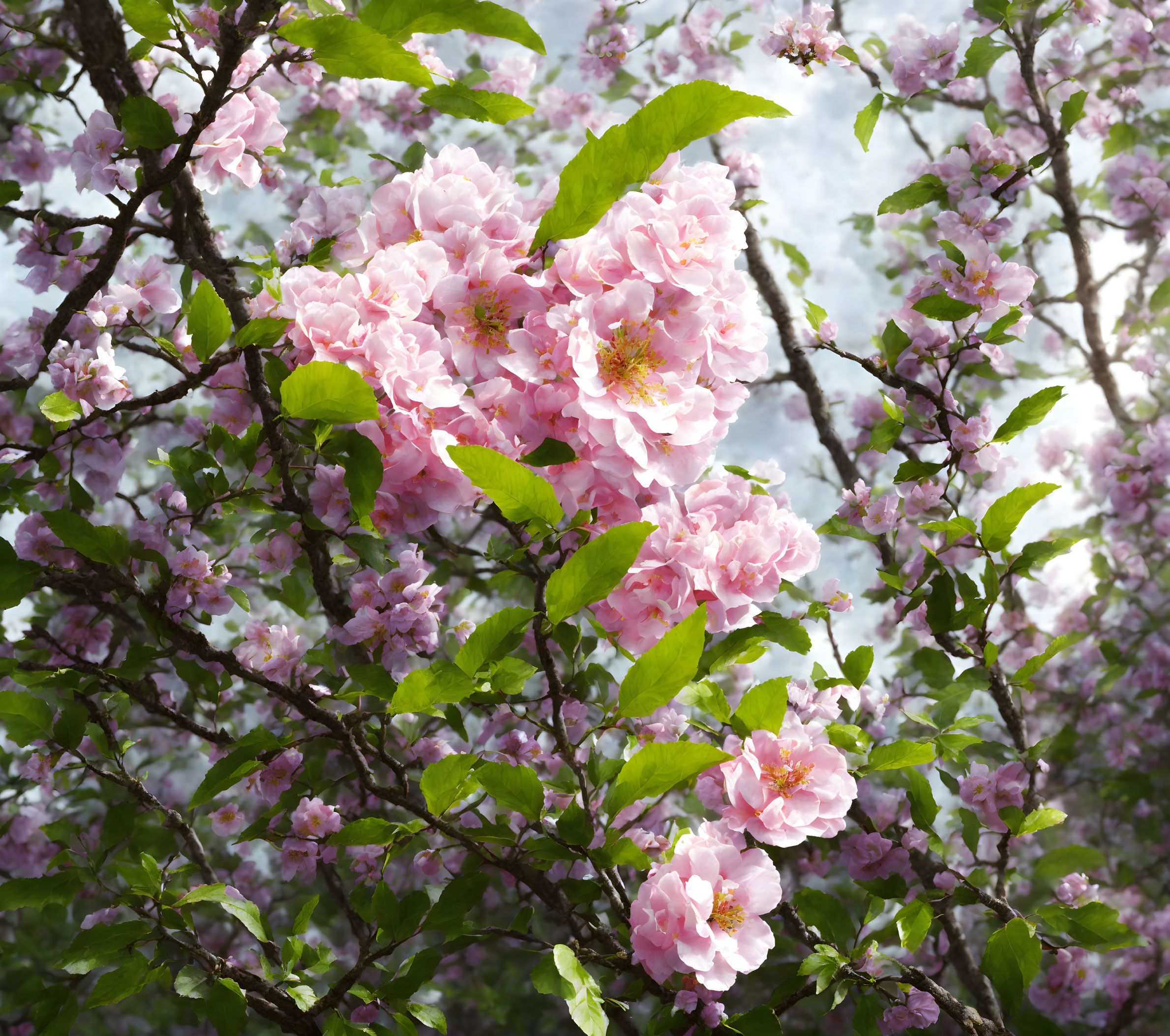 Pink Cherry Blossoms in Full Bloom Against Blurred Floral Background