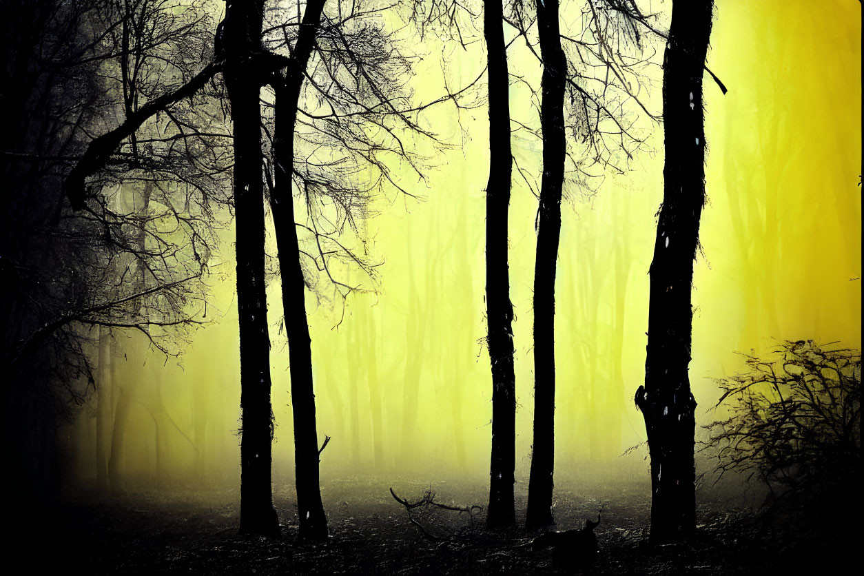 Silhouetted trees in eerie forest with glowing yellow fog