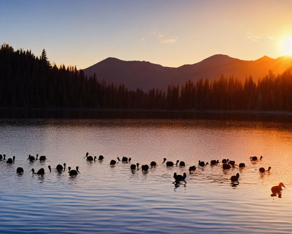 Tranquil Lake Sunset with Duck Silhouettes & Mountains