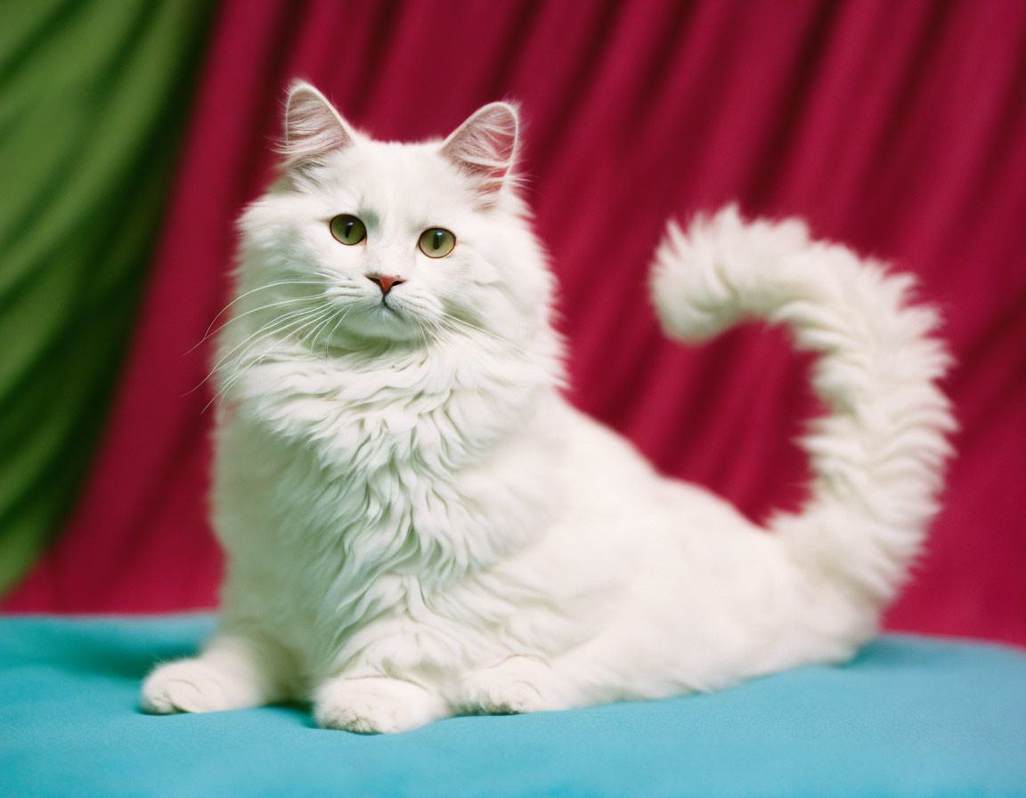 Fluffy White Cat with Bright Eyes on Pink and Green Background