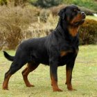 Majestic Rottweiler in grassy field with glossy coat