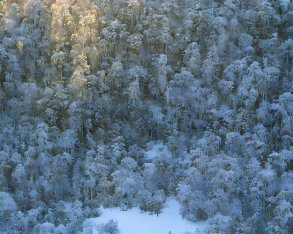 Winter forest scene: Sunlight through snow-covered trees