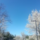 Cherry blossom trees in full bloom under clear blue sky
