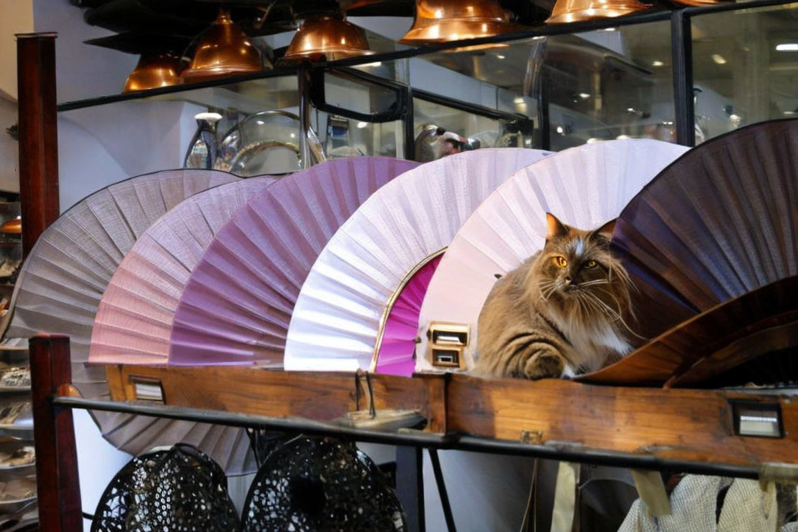 Cat among colorful fans on shelf in warmly lit store interior
