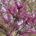 Flourishing tree with vibrant pink blossoms against clear sky