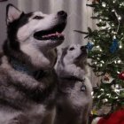 Three dogs near Christmas tree under starry night sky with presents, evoking holiday spirit