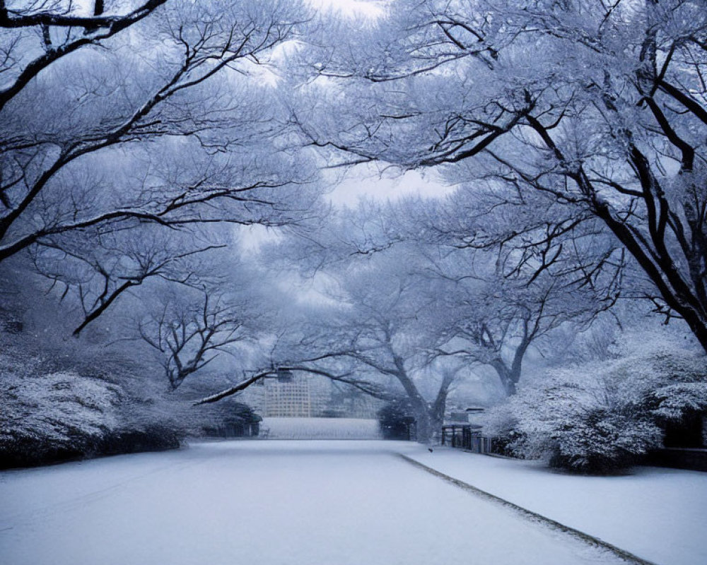 Snow-covered park with bare trees and misty pathway in serene winter scene