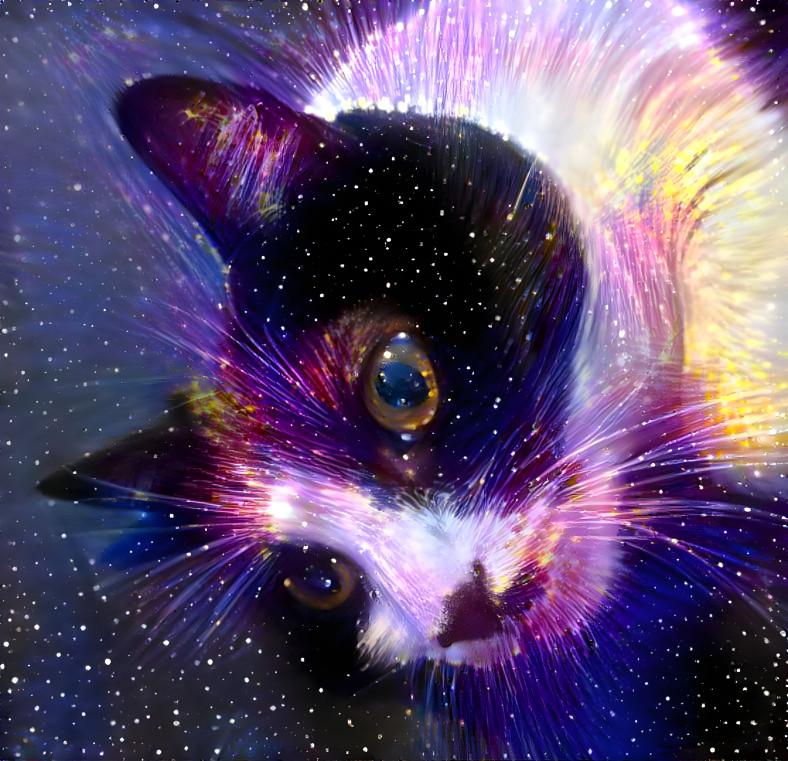 Space — the feline frontier