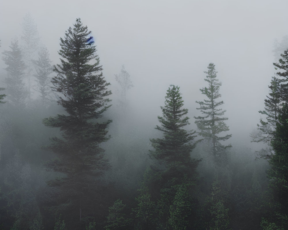 Misty forest scene with coniferous trees