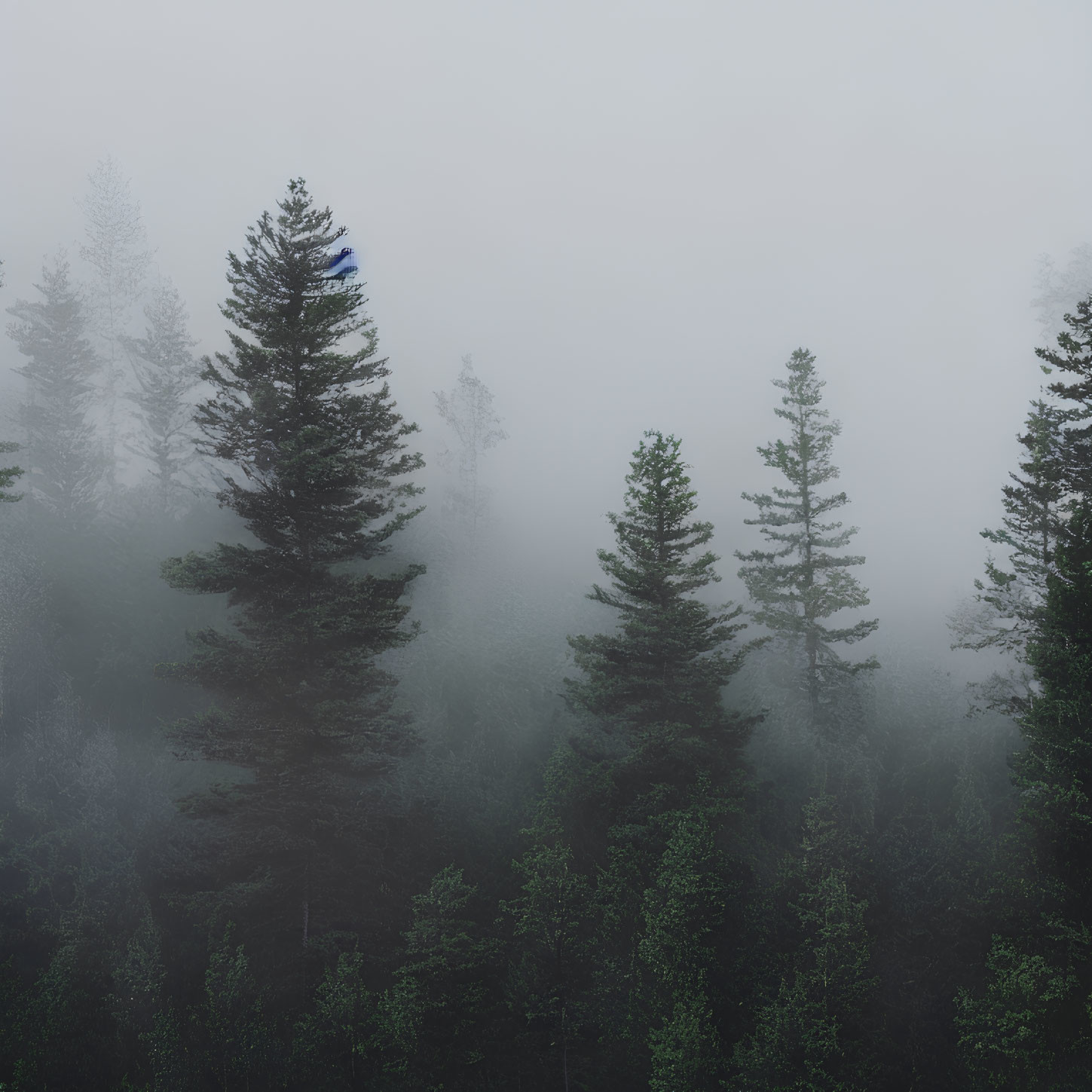 Misty forest scene with coniferous trees