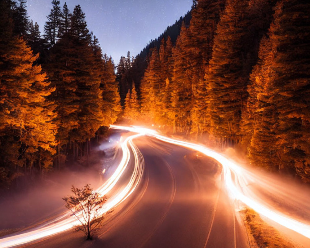 Winding Road Through Autumn Forest at Night