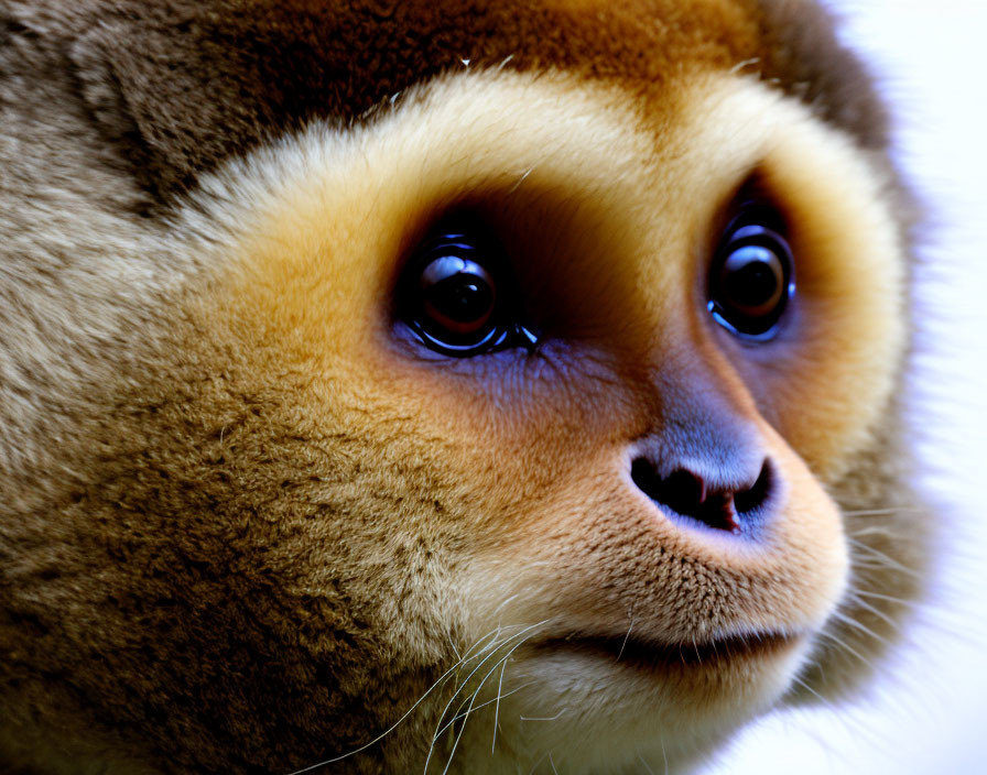 Golden snub-nosed monkey with expressive eyes and upturned nose on blurred background