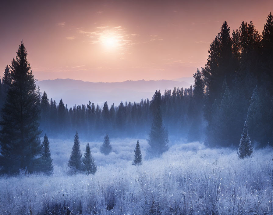 Tranquil sunrise over frost-covered forest with warm sky colors & mist.