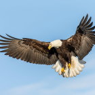 Majestic bald eagle soaring with outstretched wings in clear blue sky