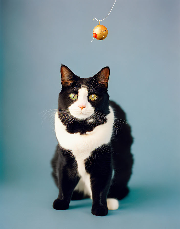 Black and white cat staring at fish toy on blue background