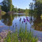 Tranquil Lake Scene with Purple Iris Flowers