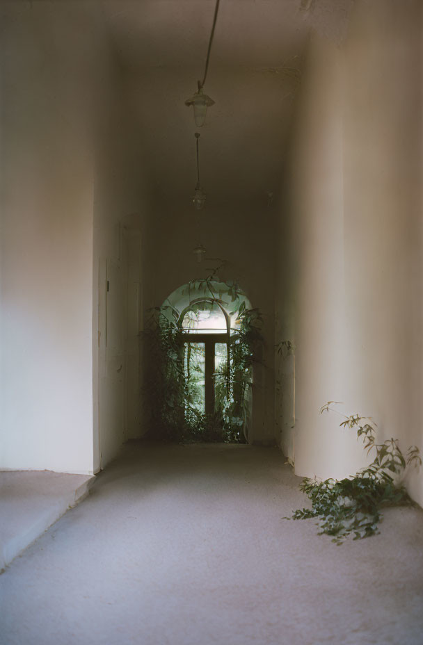Dimly Lit Corridor with Overgrown Plants and Arched Window