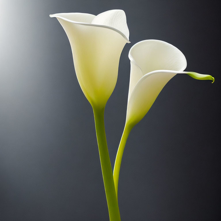 White Calla Lilies on Dark Background: Elegant and Pristine