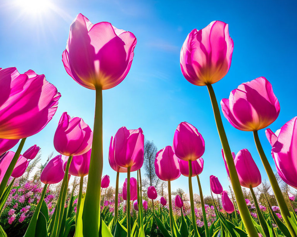 Bright pink tulips under clear blue sky with lush greenery