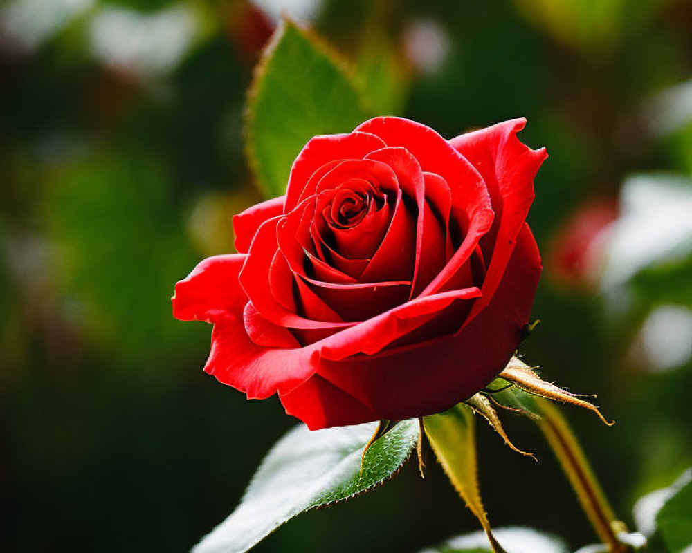 Detailed Image of Vibrant Red Rose in Full Bloom Against Softly Blurred Green Background