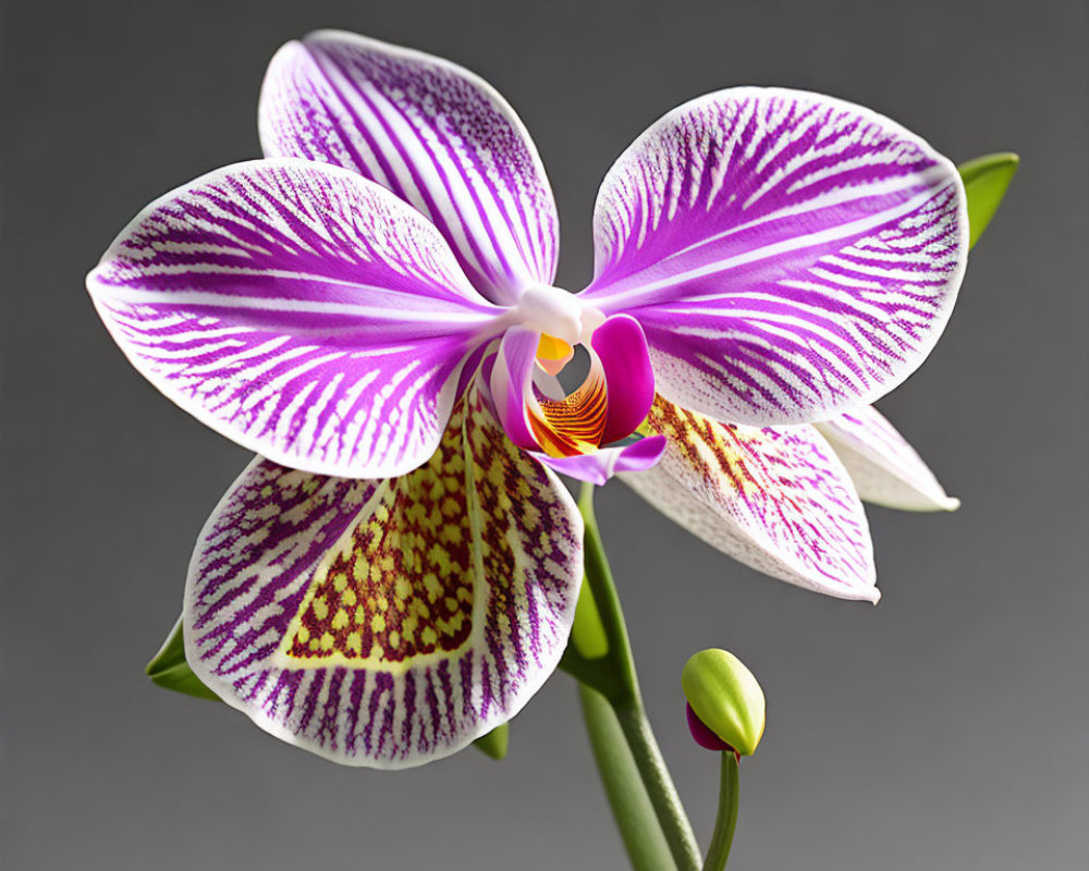 Striped Purple and White Orchid with Detailed Petal Pattern on Grey Background