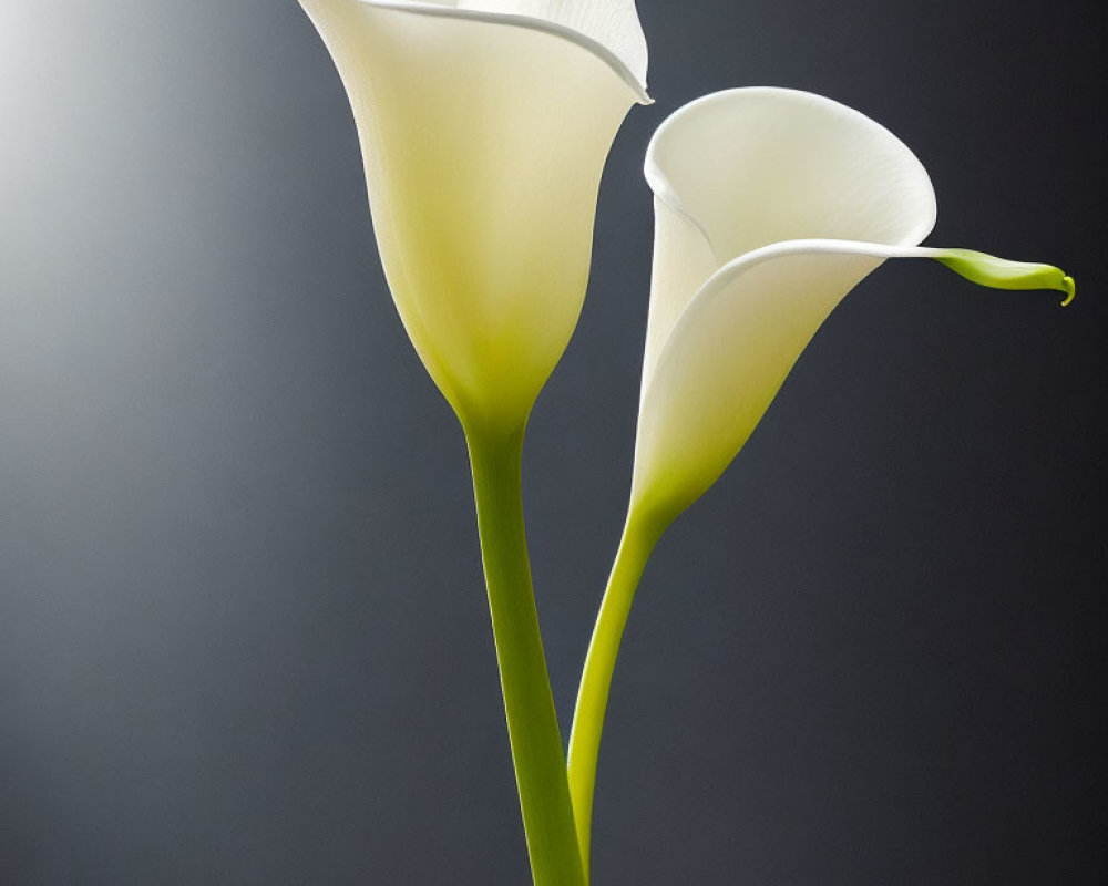 White Calla Lilies on Dark Background: Elegant and Pristine