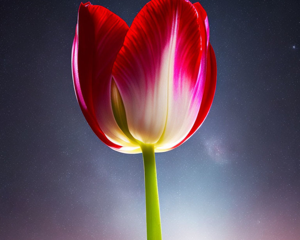Vibrant red tulip against starry night sky blooming.