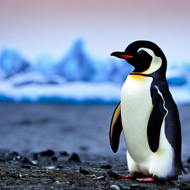 Penguin on Rocky Terrain with Blue Mountains and Twilight Sky