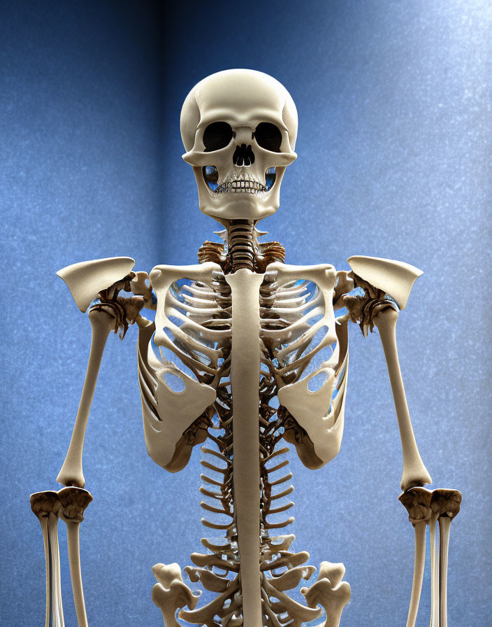 Detailed human skeleton model emphasizing skull, ribcage, and upper limb bones on blue backdrop