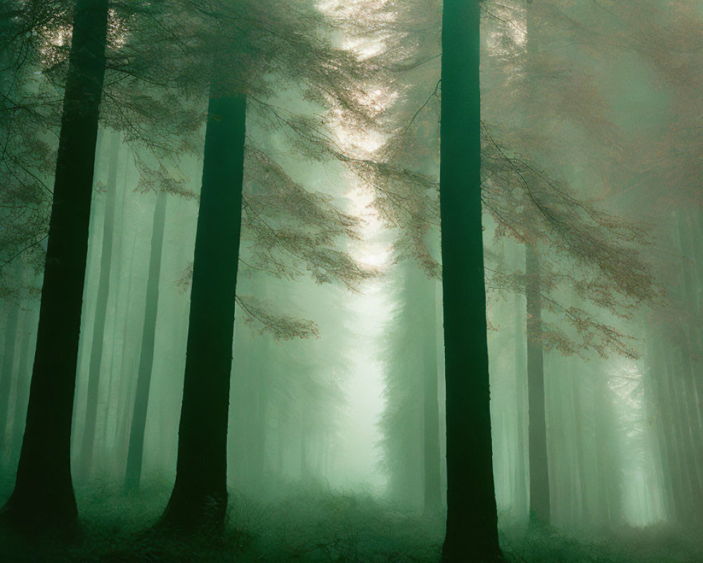 Misty forest with tall trees and subtle glow
