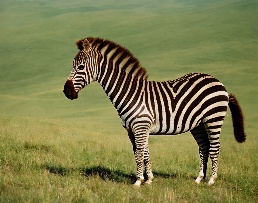 Black and white zebra on grassy savanna with hills in background