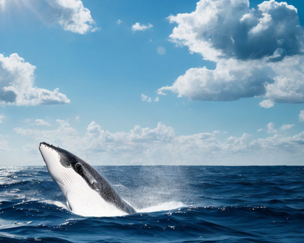 Humpback Whale Breaching Ocean Surface Under Sunny Sky