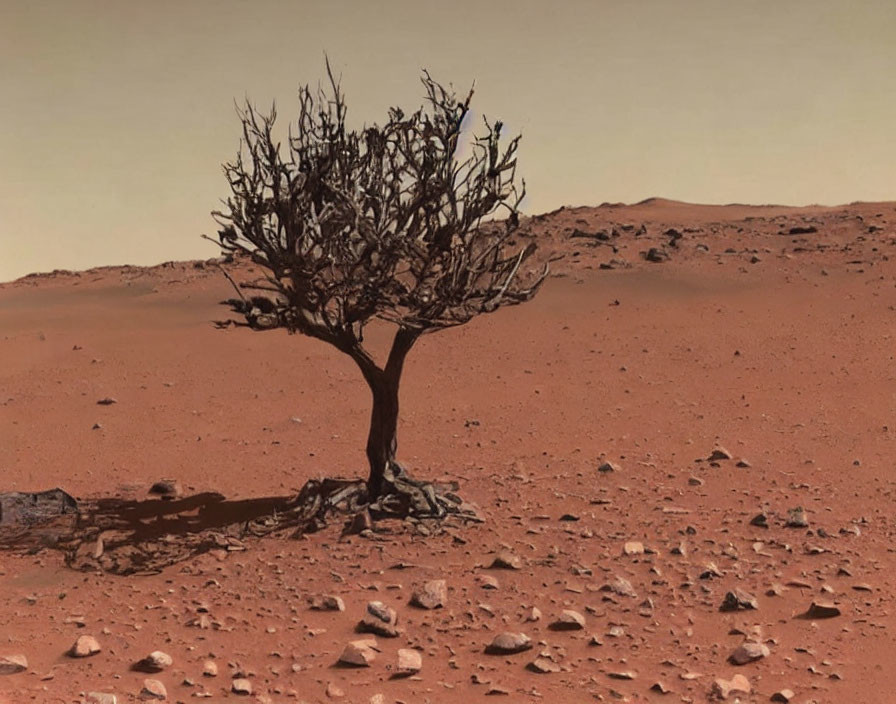 Barren tree on rocky Mars-like terrain with reddish soil.