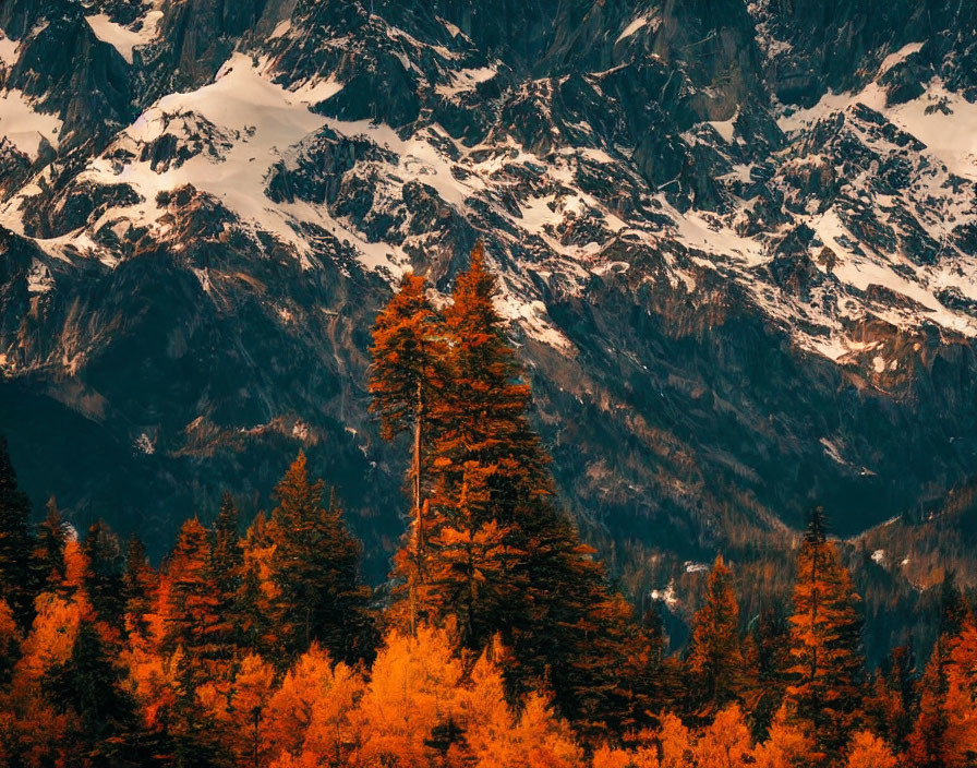 Vibrant orange foliage in autumnal forest with snowy mountain peaks