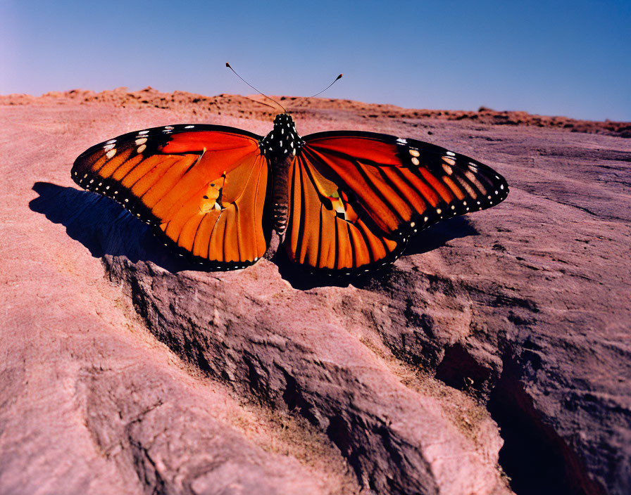 Colorful Monarch Butterfly Resting on Rocky Surface