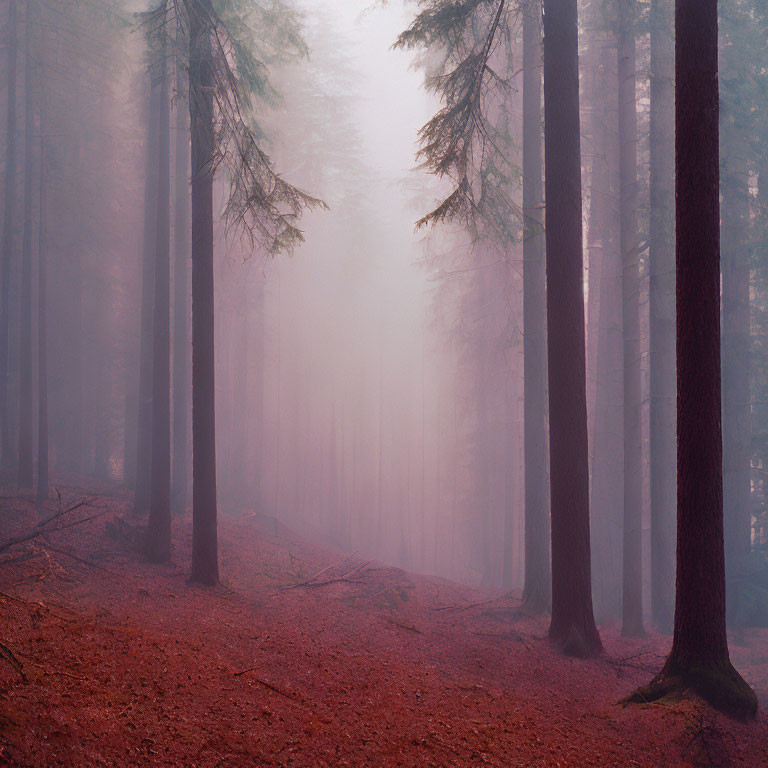 Misty forest with tall trees and reddish-brown pine needles