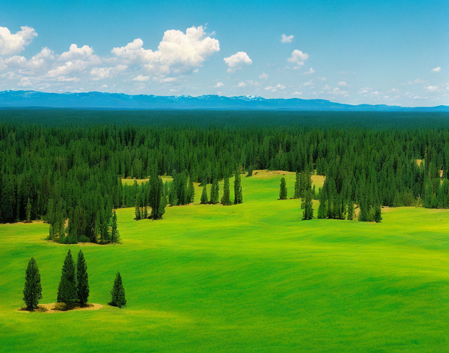 Scenic green meadow with trees, forest, and mountains under blue sky