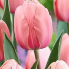Pink Tulips Close-Up with Soft Petals and Blurred Floral Background