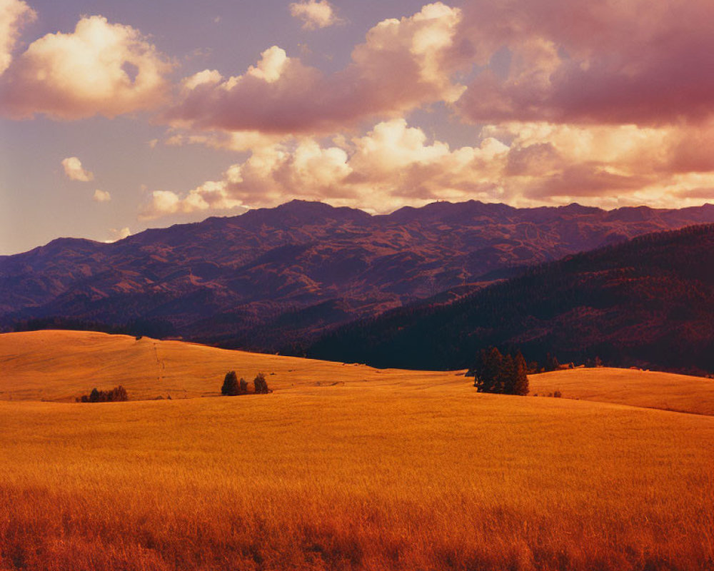 Scenic landscape: golden field, rolling hills, mountain range, dramatic cloudy sky