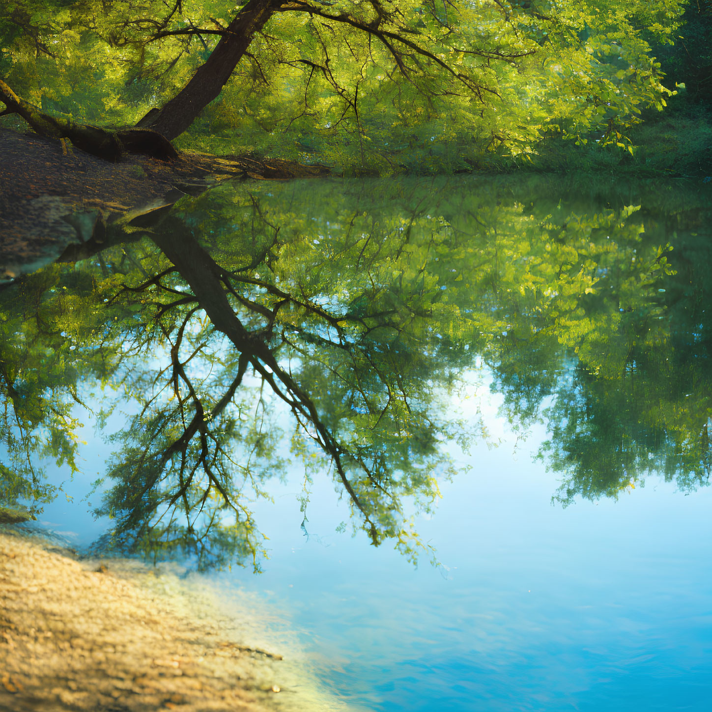 Serene lakeside landscape with green trees, water reflections, and sunlight.