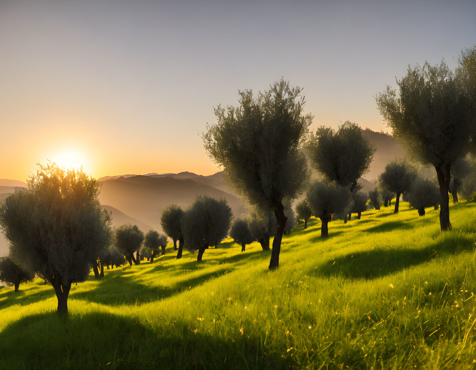 Among the olive trees