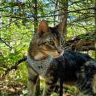 Tabby Cat in Harness Explores Moss-Covered Tree Trunk