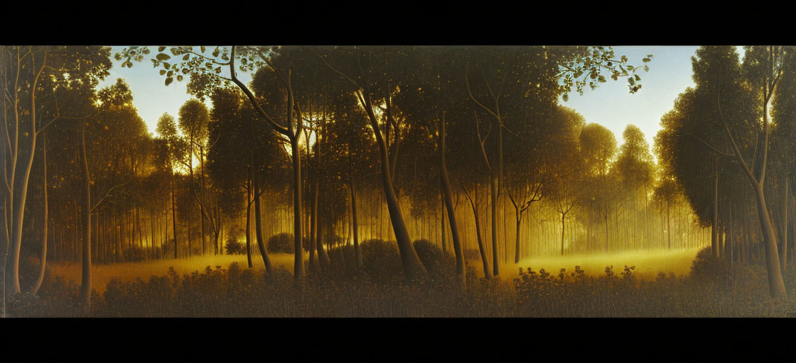 Tranquil forest scene at dusk: tall trees, golden haze