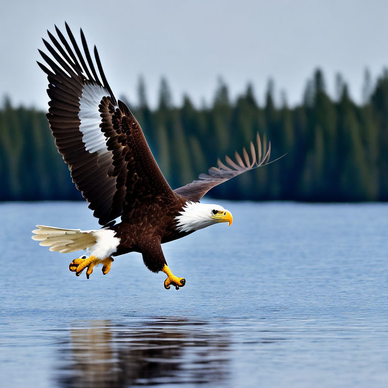 Bald Eagle Soaring Over Tranquil Water and Forest