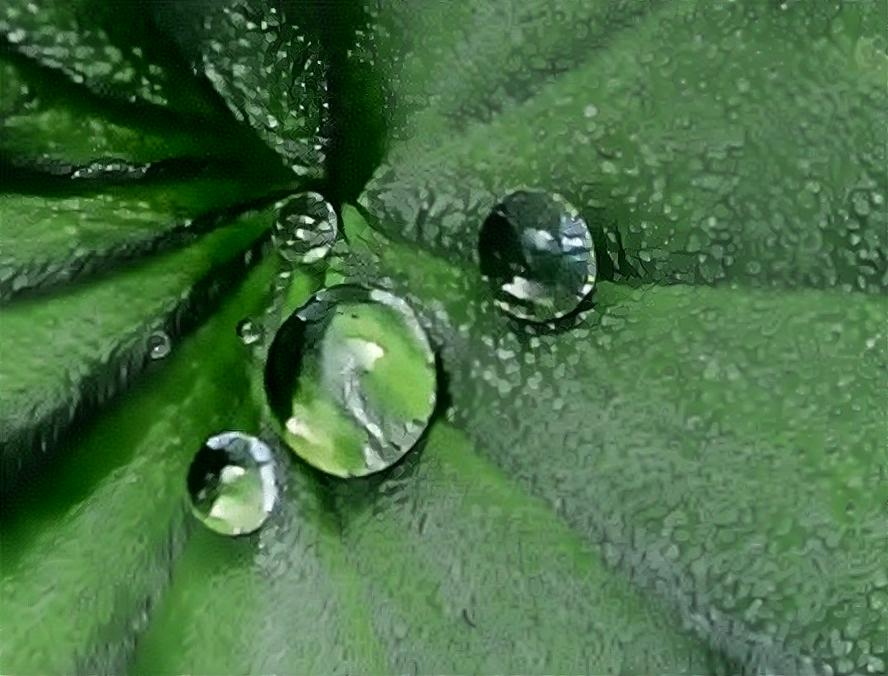 Waterdrops on Lady's Mantle