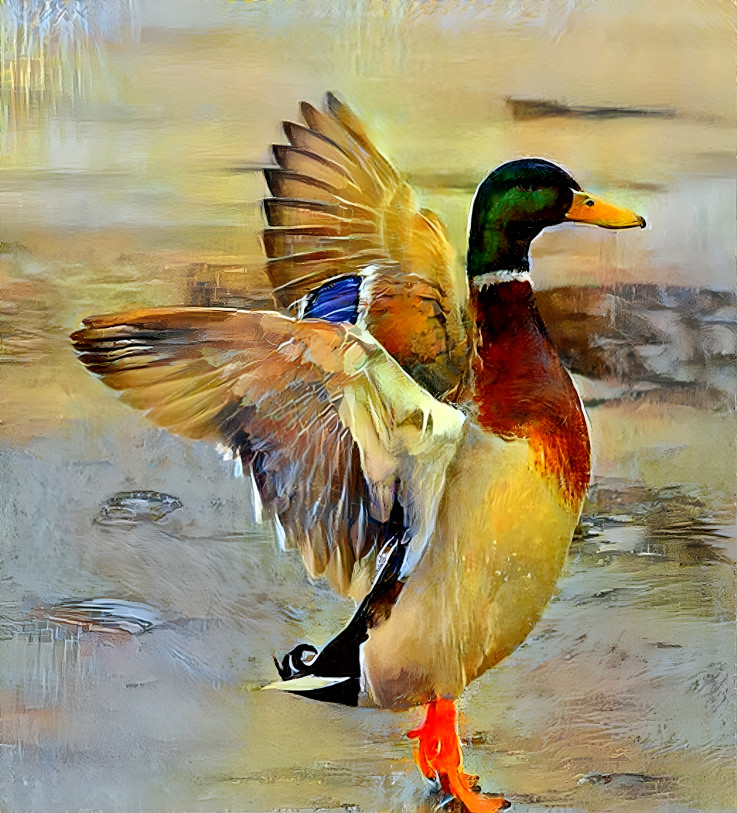 Duck's ballet
