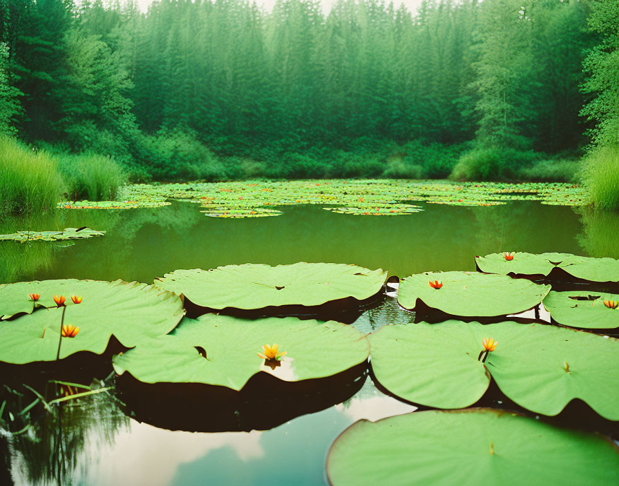 Tranquil pond with green lily pads and yellow flowers in misty forest