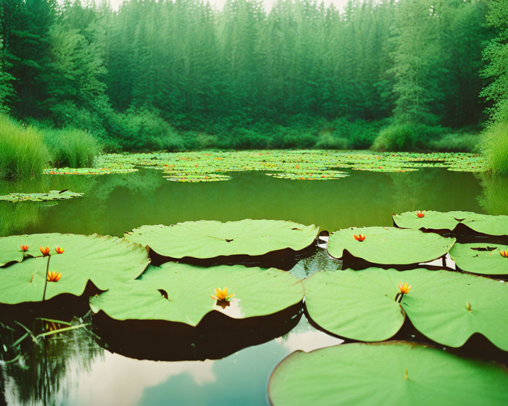 Tranquil pond with green lily pads and yellow flowers in misty forest