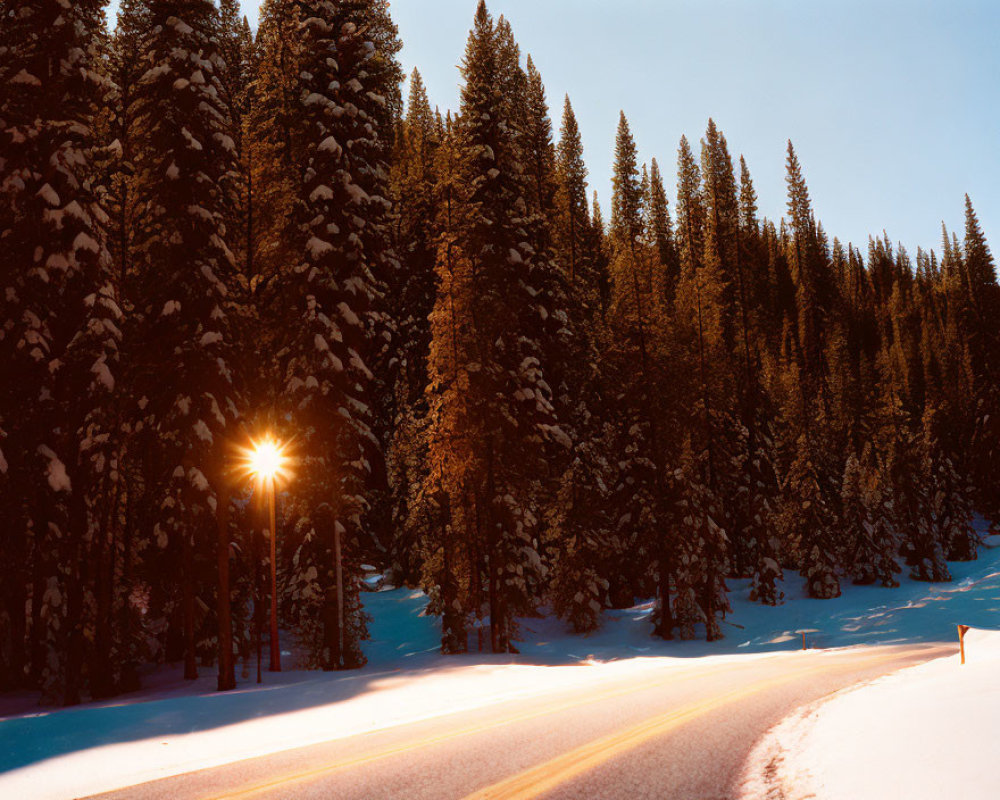 Snow-covered road in pine forest at sunrise